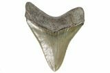 Serrated, Fossil Megalodon Tooth - Georgia #107277-2